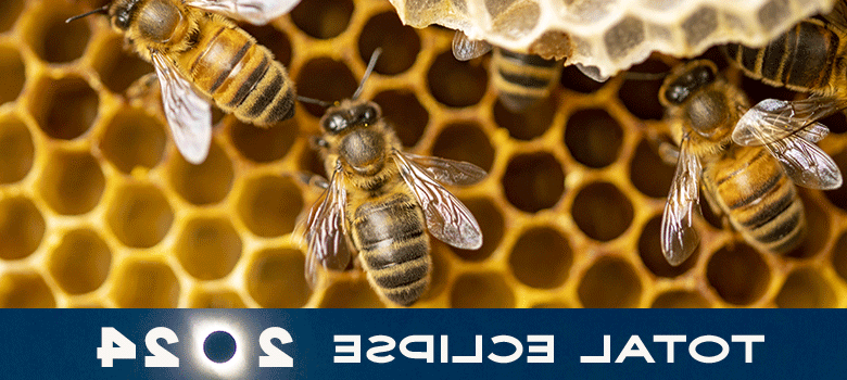 在线博彩教授揭示了日食期间蜜蜂行为的嗡嗡声